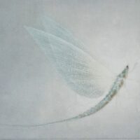 M. Watanabe Reve éphémère