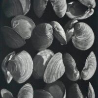 J. Rothchild Clams