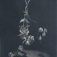 J. Rothchild In the spotlight