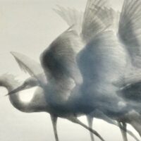 M. Watanabe Viser vers