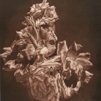 Y. Alexieff Luxuriance