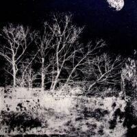 Nightwood